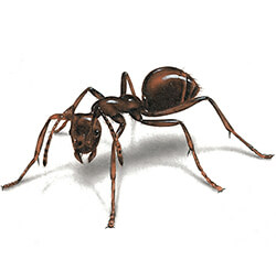 Illustration of an ant