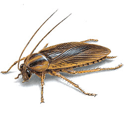 illustration of a German cockroach