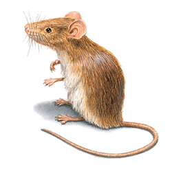 Rodent Illustration