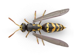 Illustration of a wasps