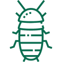 035-madagascar-hissing-cockroach-1.png